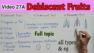 DEHISCENT FRUIT  Simple Fruit  Dry Fruit  Dehiscent Fruit and their types  Fruit Full topic [upl. by Ennaeus]