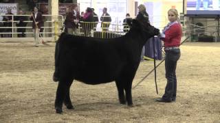 NWSS 2016 Junior Angus Heifer Show [upl. by Nalyk560]