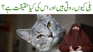 Billi Kiyon Roti Hai Is Ki Kya Haqiqat Hai By Dr Farhat Hashmi Bayan [upl. by Senior]