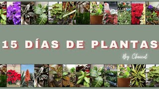 15 DAYS OF PLANTS  How to buy and take care of INDOOR PLANTS [upl. by Norford]