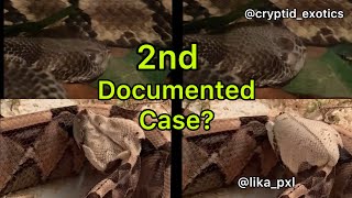 VERY UNUSUAL Footage During Timber Rattlesnake shedding skin [upl. by Lombardo]