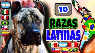 10 Razas de Perros quotORIGEN Latinoamericanoquot ¡ INCREIBLES [upl. by Meredi]