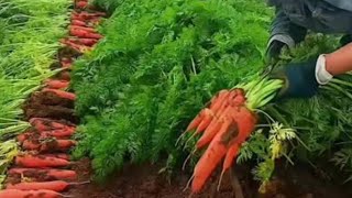 গাজর Carrot Daucus carota সবজি vegetables Apiaceae farmingmethod agriculturalsystem [upl. by Enitsrik]