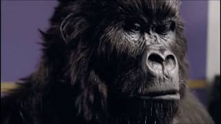 Cadburys Gorilla Playing Drums  Advert Commercial [upl. by Oirramaj]