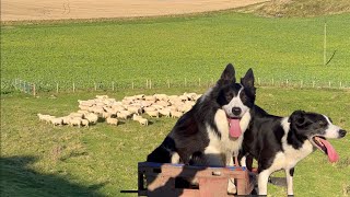 Two insanely talented border collie sheepdogs herding sheep [upl. by Pedroza]