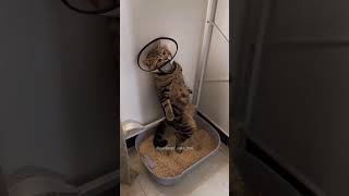 The cat is going to the bathroom cat cats cutecat catsoftik fyp funny fouyoupage [upl. by Neyuh]