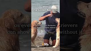 Meet the Golden Retriever puppies happydogtv fyp [upl. by Godspeed]