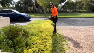 Golden Diosma hedges is looking much better after the trimming✂️😊 [upl. by Luo]