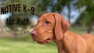 Vizsla Puppy Training  Week 1 [upl. by Ruthanne]