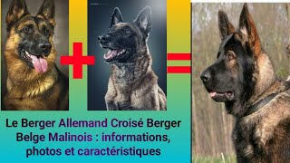 Le berger allemand croisé berger belge malinois  informations photos et caractéristiques [upl. by Omolhs]