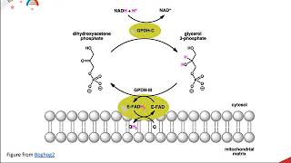 Glycolysis  The Fate of NADH [upl. by Amahcen]