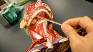 MUSCULAR SYSTEM ANATOMYMuscles of the neck model description [upl. by Gerk564]