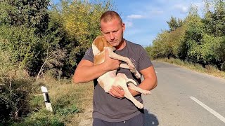 Rescue recovery and adoption of abandoned lonely puppy [upl. by Pfosi]