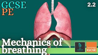 GCSE PE  MECHANICS OF BREATHING  Anatomy and Physiology Respiratory System  22 [upl. by Einnep]