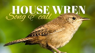 House Wren  Song amp Call [upl. by Veta]