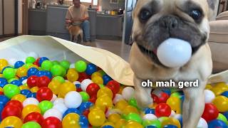 Surprising My Dogs With 400 BALLS [upl. by Dielle799]