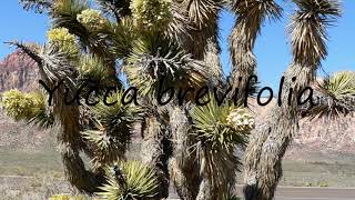 How to Pronounce Yucca brevifolia [upl. by Abagail941]