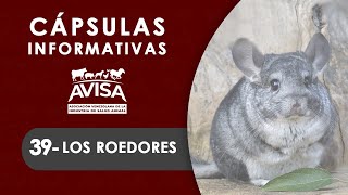 Cápsulas Informativas AVISA 39 Los Roedores [upl. by Googins]