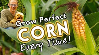 🌽 How to Grow the Best Corn [upl. by Hakilam937]