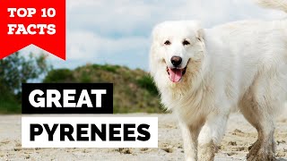 Great Pyrenees  Top 10 Facts [upl. by Rammus]