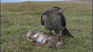 Goshawk chasing Rabbits Falconry Mrs Robinson 3 [upl. by Novla456]