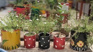 Mini plants make your home peaceful  paint box and bottles recycling  Beautiful paint design [upl. by Buckingham456]