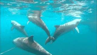 dauphins à deshaies guadeloupe [upl. by Nadler]