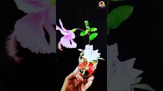 Plant decor DIY  Plant decoration DIY shorts ytshorts gardening [upl. by Leirraj]