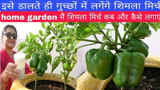 How to grow capsicum on home gardenorganic fertilizer dalne se bumper lagengefertilizer [upl. by Dorkas966]