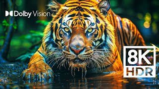 WILD WORLD DOLBY VISION™  EXTREME COLORS 8K HDR [upl. by Ferdie548]