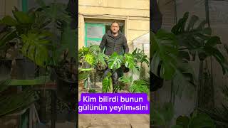 Monstera bitkilərinin satışı Bakı şəhəri Bayıl qəsəbəsiTel994553497070monstera [upl. by Noakes]