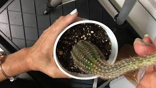 How to Fix an Etiolated Cactus with Plant Surgery [upl. by Annaeed]