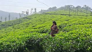 Tea Gardens Kumily Kerala  December 2023 [upl. by Xad]