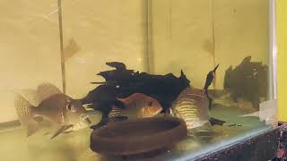 Sveni Rio Parana Geophagus Breeding Pair  NFS [upl. by Tamar]