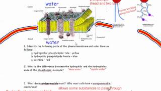 The Plasma Membrane Cell Membrane IB Biology [upl. by Adner578]