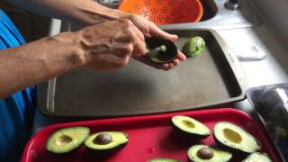 How to Freeze Avocados [upl. by Nolaj]