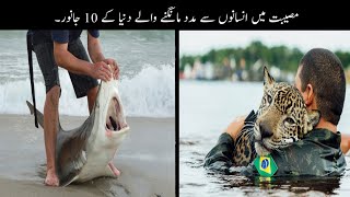 10 Animals Ask Help From People  انسانوں سے مدد مانگنے والے جانور  Haider Tv [upl. by Ellinej]