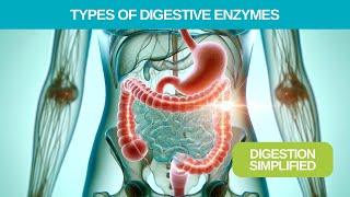 Types of Digestive Enymes Explained [upl. by Alemahs]