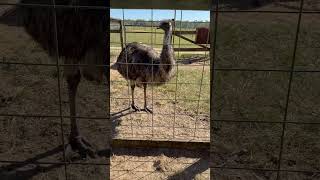 Third tallestliving bird in the world Emu Animal native from Australia [upl. by Rachele]