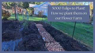 Planting 5000 Tulips StepbyStep Guide to Our Flower Farm Process 🌷 [upl. by Gefen]