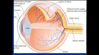 vision Biopsychology [upl. by Gonagle]