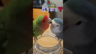 【コザクラインコが鼻ホジホジしたらこうなりました】コザクラインコインコlovebirds [upl. by Alilahk]