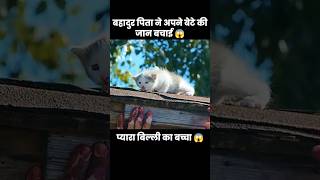 बहादुर बिल्ले ने अपने बेटे की जान बचाई 😱  short movie recap shorts [upl. by Amoihc]