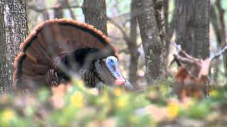 Do You Know Why a Male Turkey Gobbles [upl. by Ynnol]