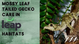 Mossy Leaf Tailed Gecko Care in Leap Habitats [upl. by Fanni]