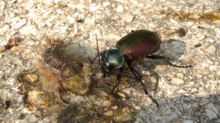 Der grosse Puppenräuber Calosoma sycophanta beim fressen  Calosoma feeding [upl. by Sahcnip874]