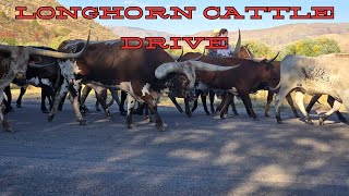 Texas Longhorn Cattle Drive  Highway 30 Ranch  themiddlestall texaslonghorns cattle [upl. by Janiuszck]