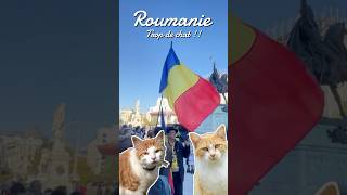 Trop de chat en roumanie  🐱❤️ fyp vlog roumanie bucarest [upl. by Ahsiek270]