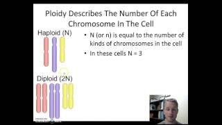 Haploid vs Diploid [upl. by Neltiac]