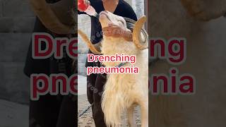 Drenching pneumonia se bachne ka jugad rooftop goat farming earn pets vet animals facts [upl. by Kapeed872]